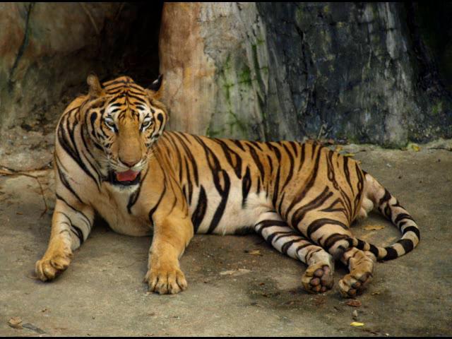 Sri Racha Tiger Zoo